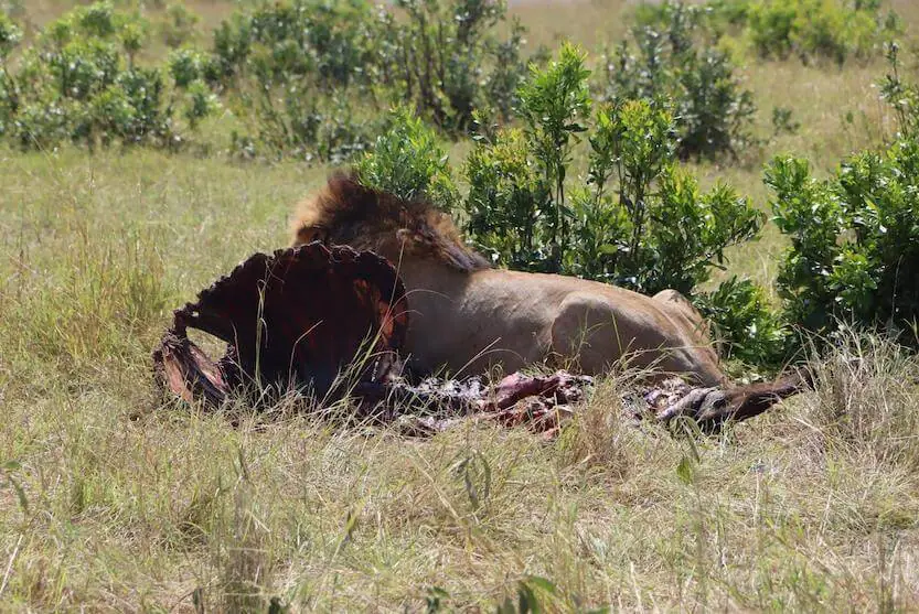 13 Days Classic Kenya Safari - Itinerary, Quote, & More 3 Kenya safari packages from India - Lion