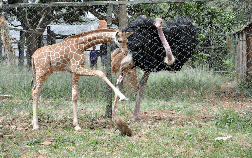Nairobi National Park Safari - The Comprehensive Guide 2 Nairobi National Park Safari - Nairobi Animal Orphanage