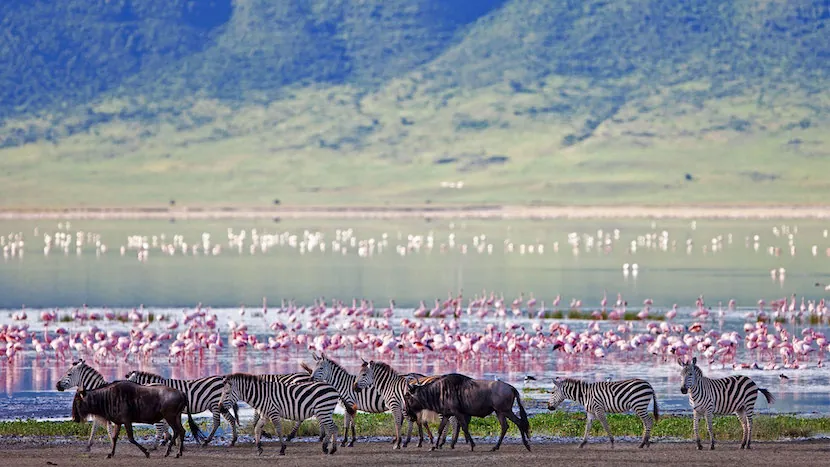 13 Best African Safari Packages - The Complete Packages 4 African Safari Packages