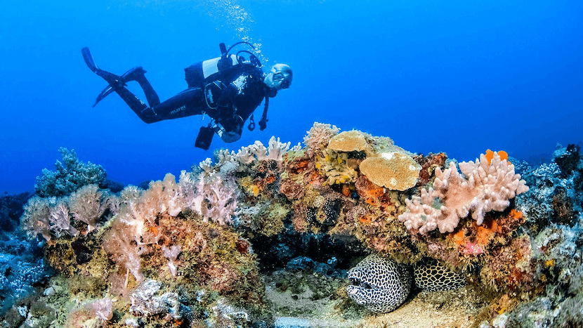 Beaches in Kenya 2 Best Beaches in Kenya - Diving