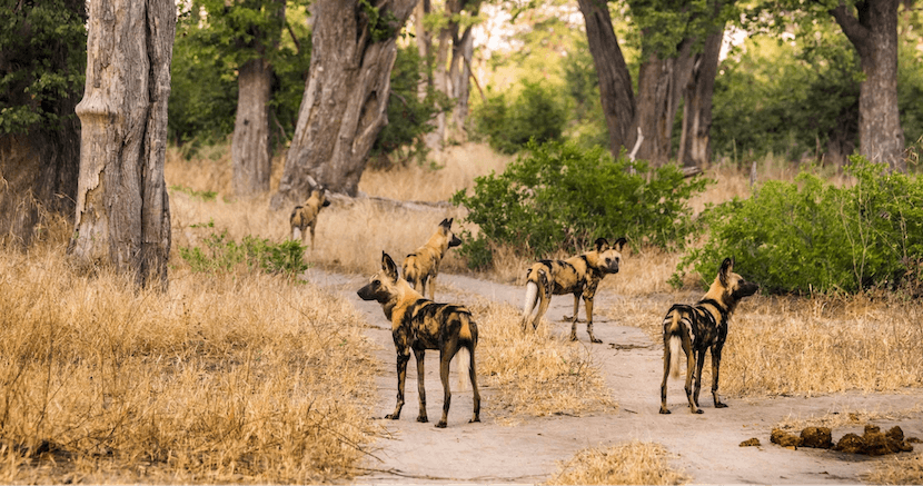 Honeymoon Safaris Packages 5 Honeymoon Packages - Botswana