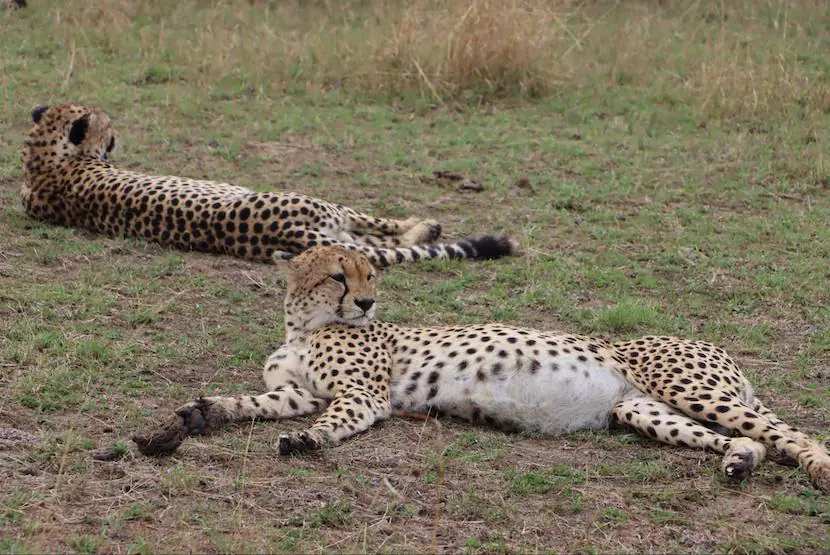 4 Days Masai Mara Safari - Itinerary, Quote, & More 2 4 Days Masai mara Safari - Cheetahs