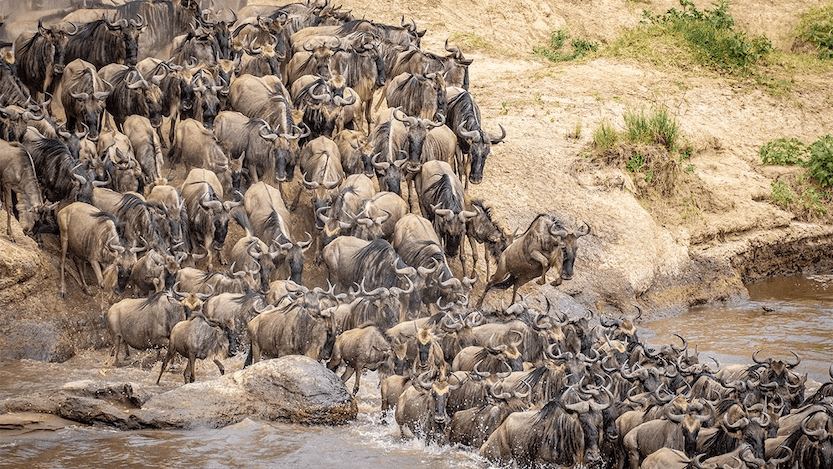 Masai Mara Packages 3 Masai Mara Safari Packages - Migration
