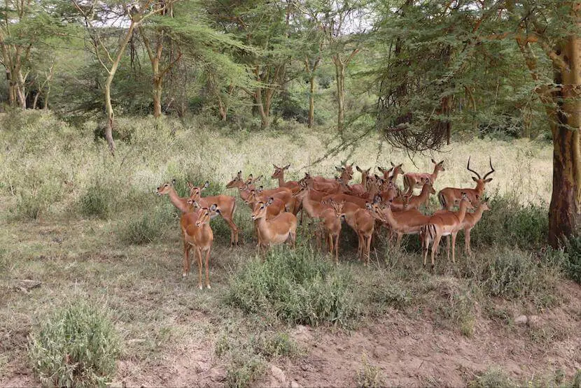 Kenya Trip Cost from India - The Complete Guide 5 Kenya Cost from India - MasaiMaraSafari.in