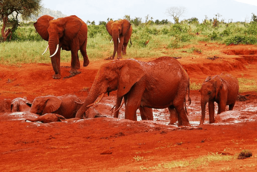 Best Kenya Tourism Packages from India - The Detailed Guide 3 elephants at Tsavo National Park