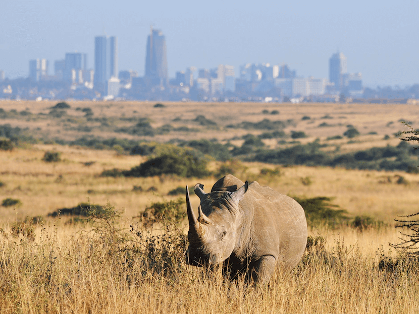 Nairobi National Park - Complete Guide, Quote, and More 3 Nairobi National Park - Rhino