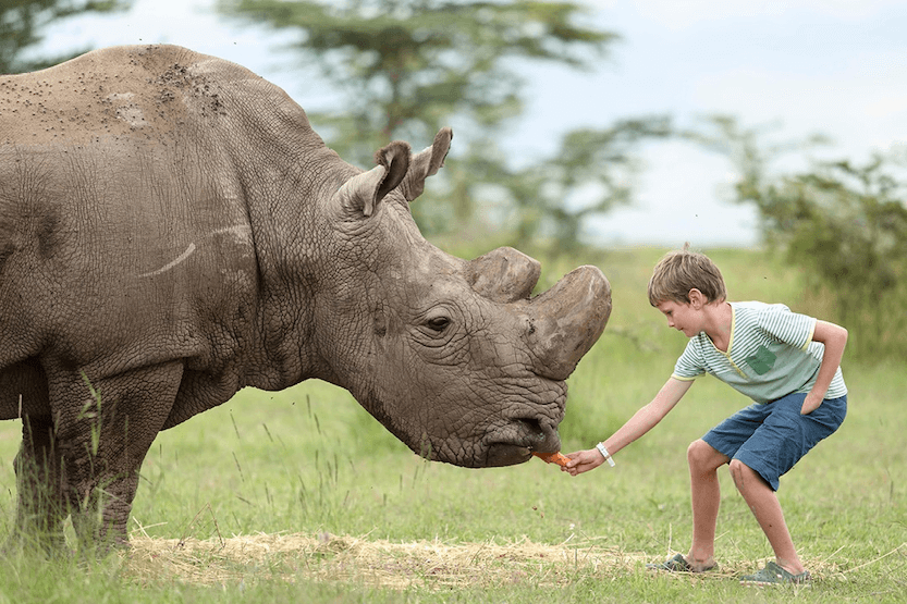 13 Days Classic Kenya Safari - Itinerary, Quote, & More 2 Kenya safari packages from India - Rhino