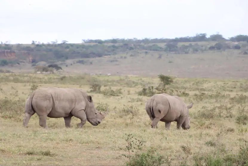 Kenya Tour Packages from Bangalore - The Complete Guide 2 Rhinos in Nakuru