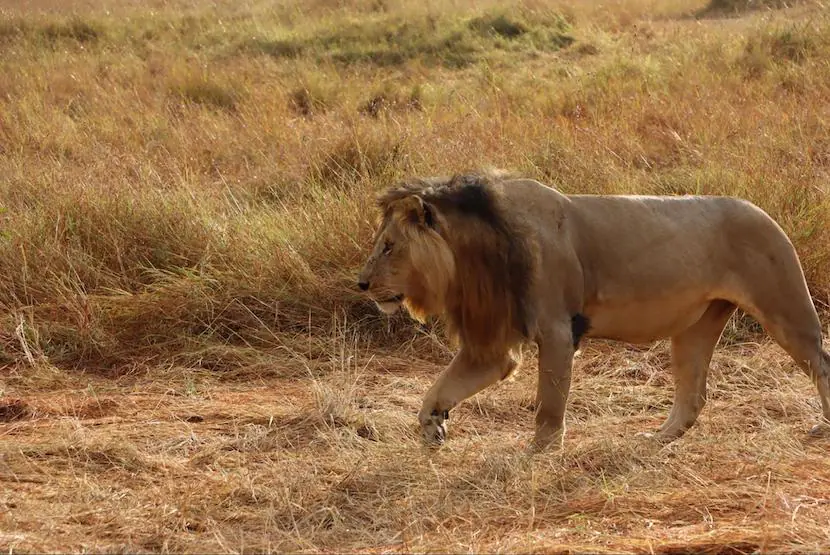 The Best Kenya Vacation Packages - The Comprehensive Guide 3 Kenya Vacation Packages - Lion