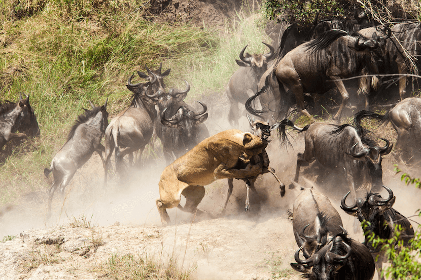 Wildebeest Migration 4 Migration Hunt - AjKenyaSafaris.com
