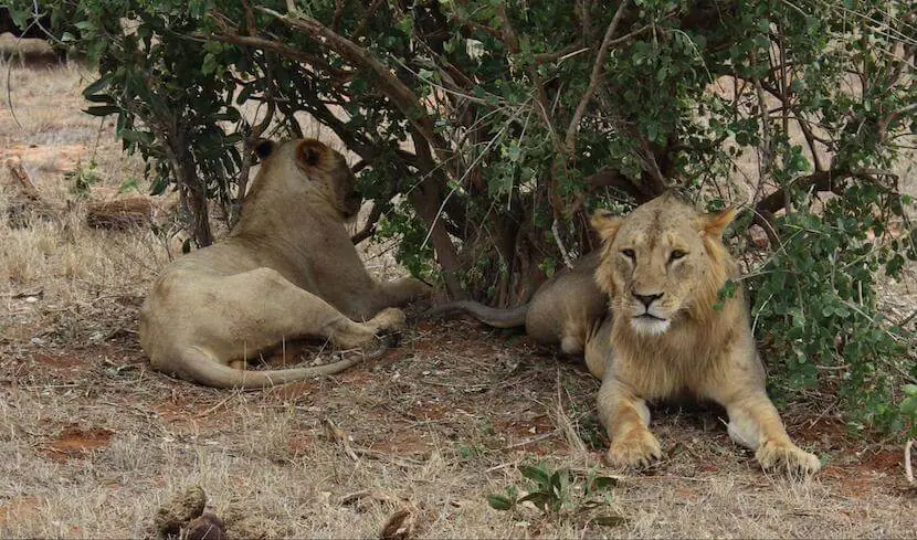 Masai Mara Trip Cost from India - The Comprehensive Guide 3 Masai Mara Trip Cost from India - MasaiMaraSafari.in