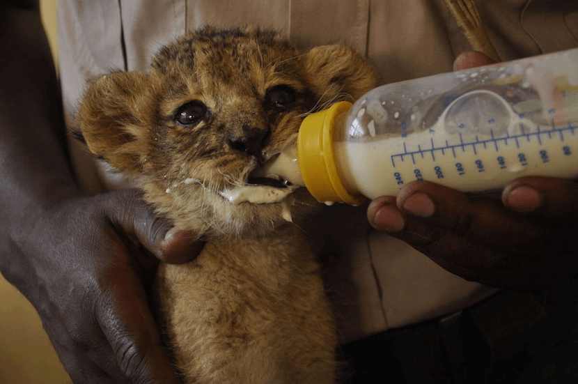 Nairobi National Park - Complete Guide, Quote, and More 2 Nairobi National Park - Feeding a Lion