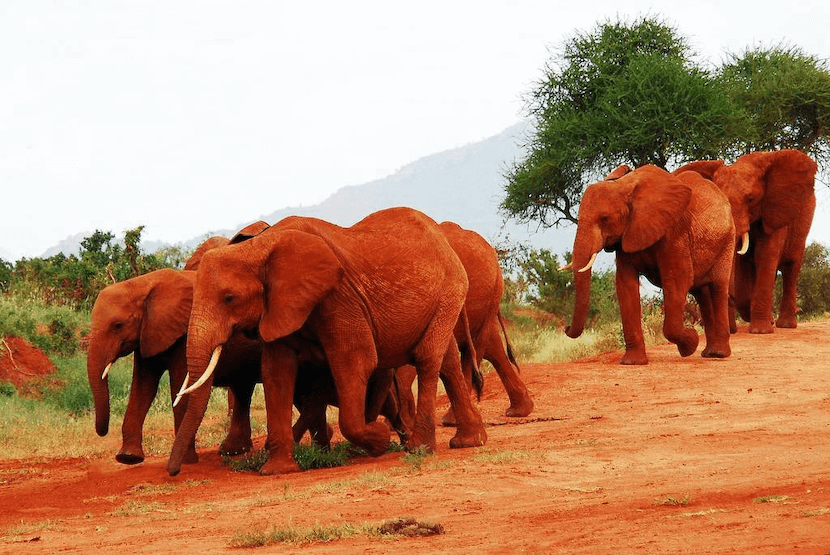Kenya Trip Cost from India - The Complete Guide 2 Kenya safari Cost from India - Red Elephants