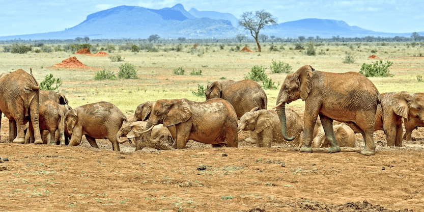 13 Days Classic Kenya Safari - Itinerary, Quote, & More 5 Elephants - Tsavo