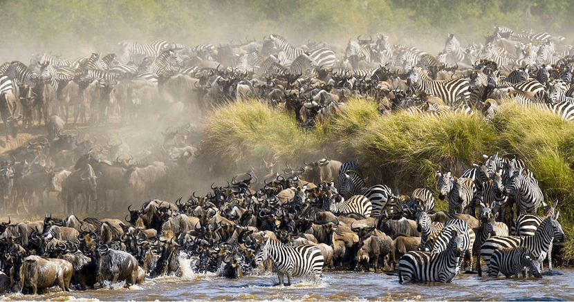 Wildebeest Migration 5 Wildebeest Migration Animals - AjKenyaSafaris.com