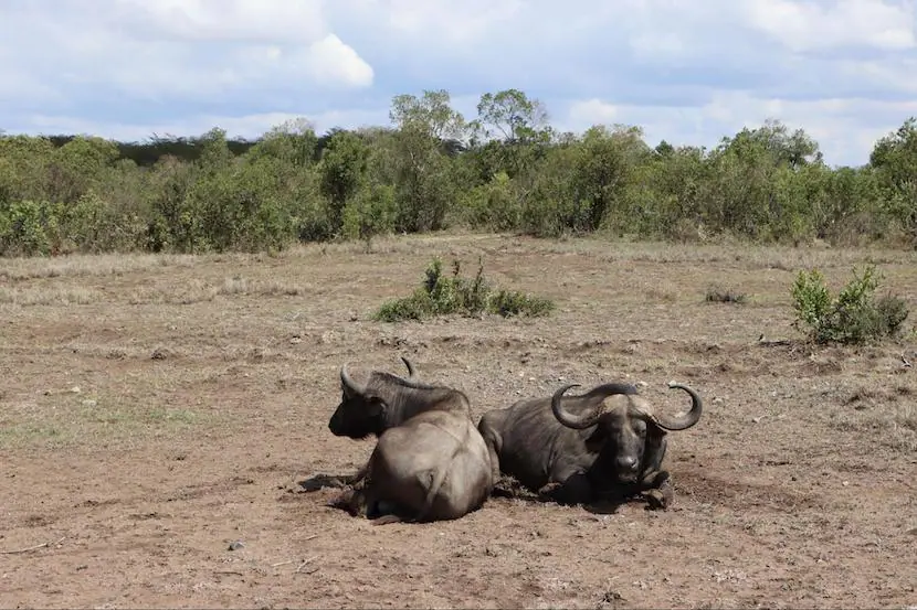 The Guide to African Safari - The Comprehensive Guide 3 Safaris in Africa - Buffalo