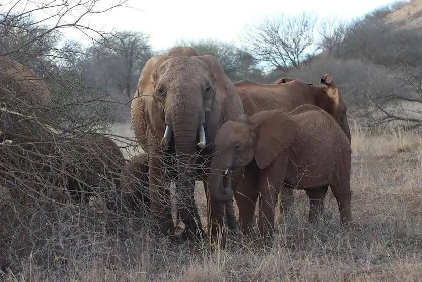 13 Days Classic Kenya Safari - Itinerary, Quote, & More 6 Elephants - MasaiMaraSafari.in
