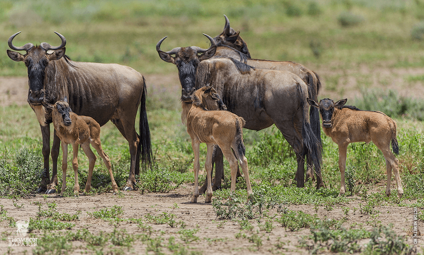 Wildebeest Migration 3 Wildebeest Migration Calving - AjKenyaSafaris.com