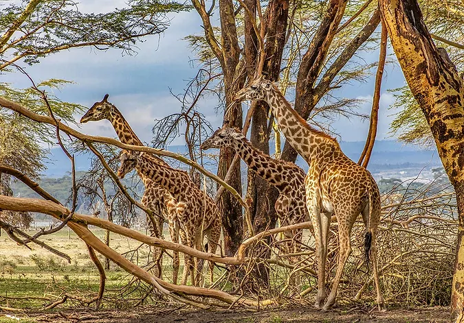 6-Day Masai Mara Travel Packages - Itinerary, Quote, & More 2 Giraffe at Crescent Island - Masai Mara Travel Packages