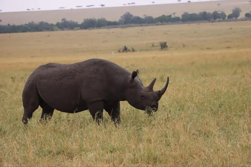 Masai Mara Safari Cost from India - The Complete Guide 5 Maasai Mara Safari Cost from India - Rhino
