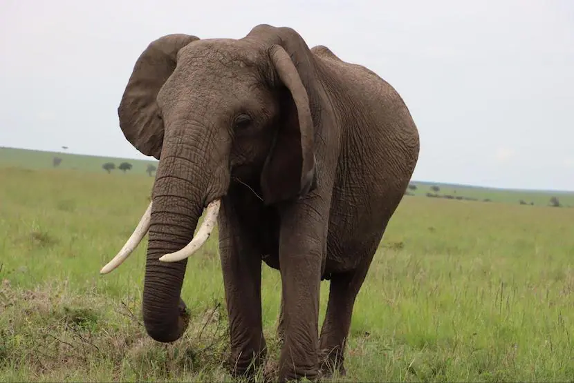 3 Days Masia Mara Safari - Itinerary, Quote, & More 4 Maasai Mara - Elephant