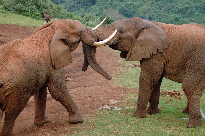 Kenya Wildlife Safari - Packages, Destinations, & More 5 AjKenyaSafaris.com-Masaimarasafari.in - Elephant