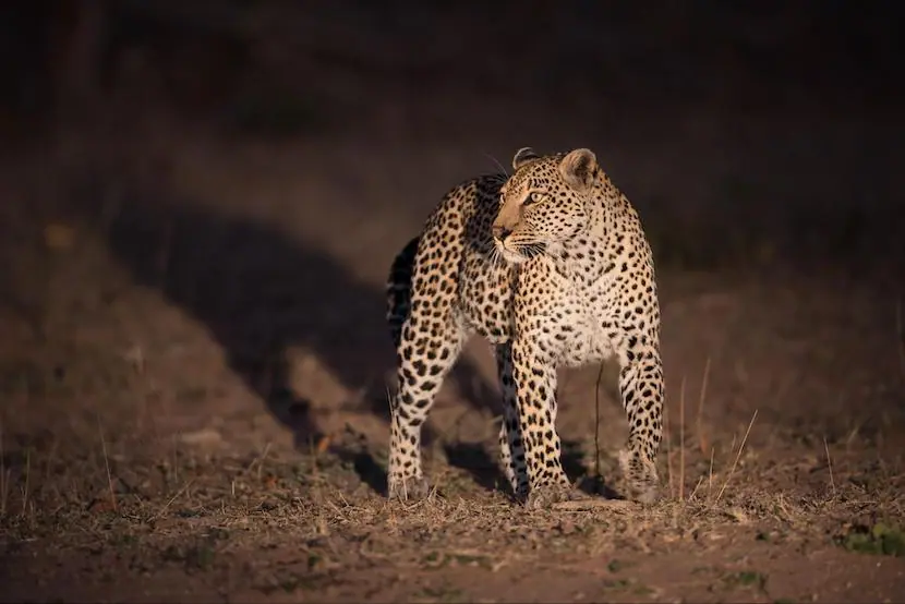 Kenya Wildlife Safari - Packages, Destinations, & More 3 AjKenyaSafaris.com-Masaimarasafari.in - Leopard
