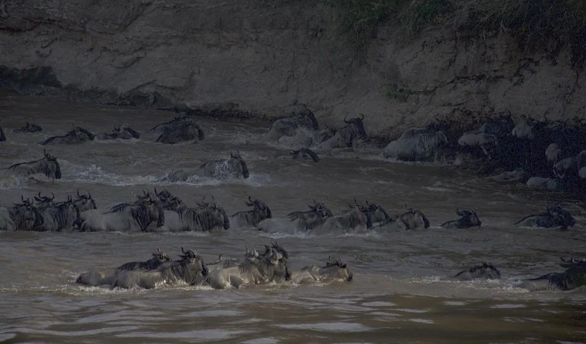 Kenya Wildlife Safari - Packages, Destinations, & More 40 AjKenyaSafaris.com-Masaimarasafari.in - Migration