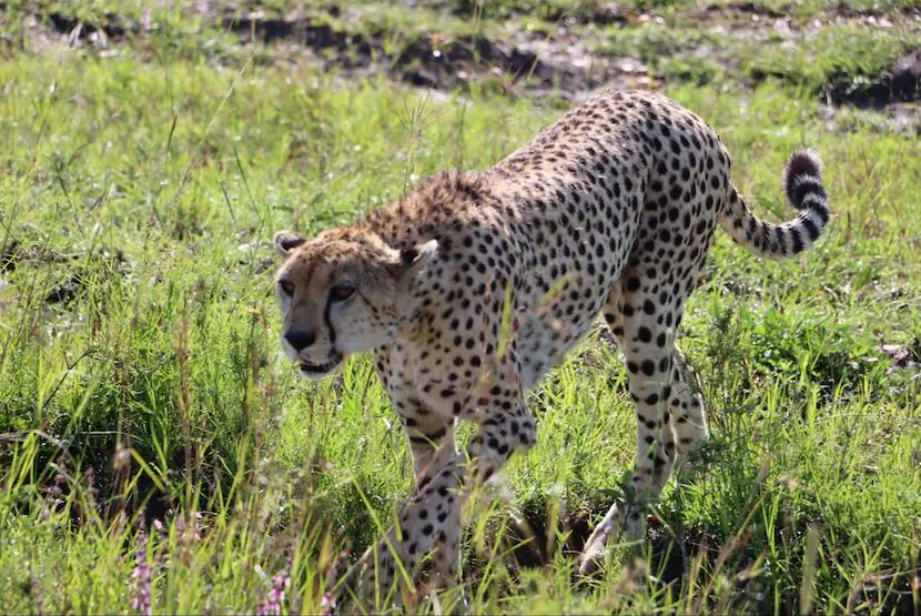 3 Days Masia Mara Safari - Itinerary, Quote, & More 2 Maasai Mara - Cheetah