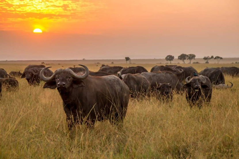 Kenya Wildlife Safari - Packages, Destinations, & More 20 AjKenyaSafaris.com-Masaimarasafari.in - Buffalo