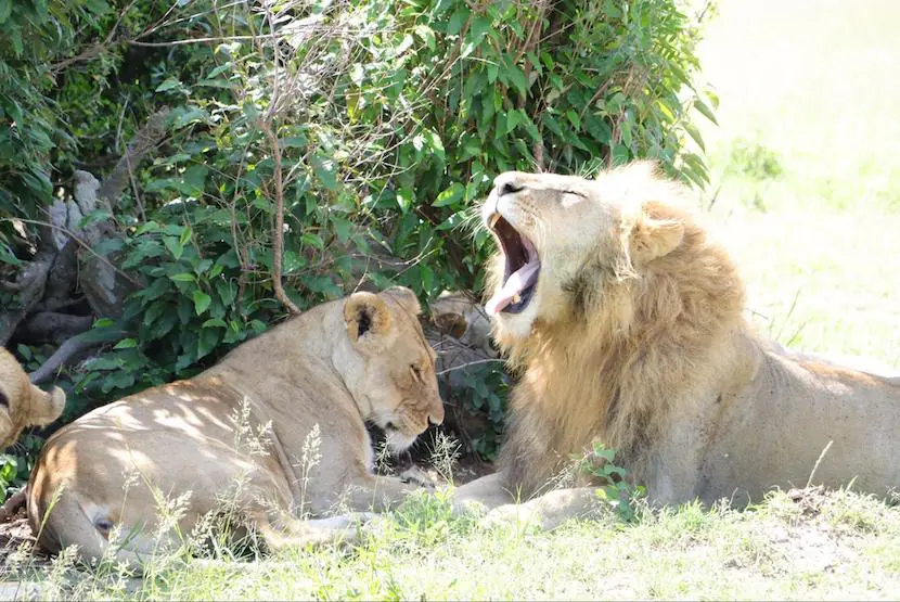3 Days Masia Mara Safari - Itinerary, Quote, & More 15 Lion - Maasai Mara