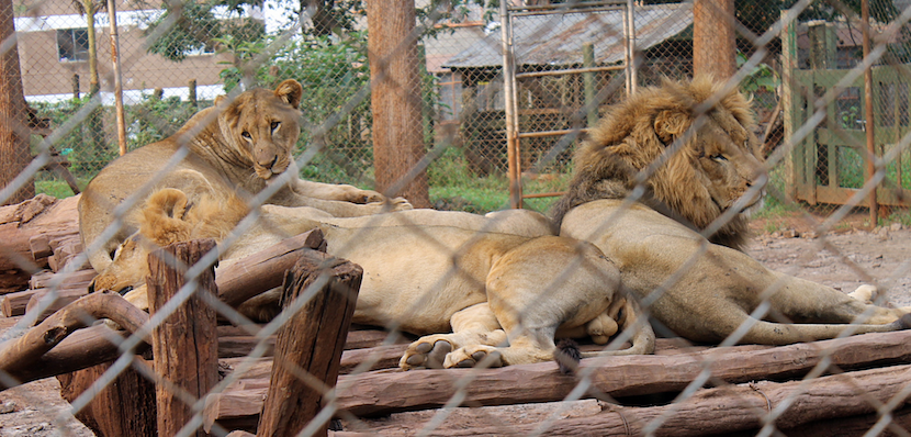 Kenya Wildlife Safari - Packages, Destinations, & More 35 AjKenyaSafaris.com-Masaimarasafari.in - Lions