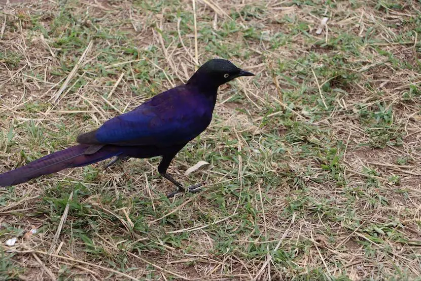 3 Days Masia Mara Safari - Itinerary, Quote, & More 3 Maasai Mara - Bird