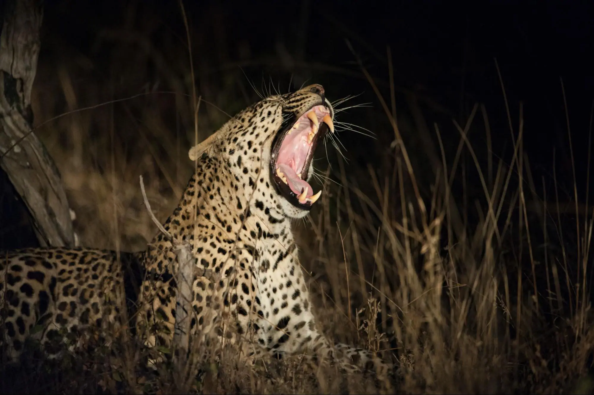 Kenya Wildlife Safari - Packages, Destinations, & More 2 AjKenyaSafaris.com-Masaimarasafari.in - Leopard
