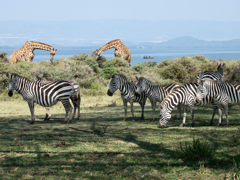 Kenya Wildlife Safari - Packages, Destinations, & More 24 AjKenyaSafaris.com-Masaimarasafari.in - Zebra & Giraffe