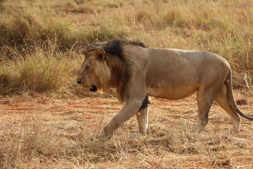 3 Days Masia Mara Safari - Itinerary, Quote, & More 16 Lion - Maasai Mara