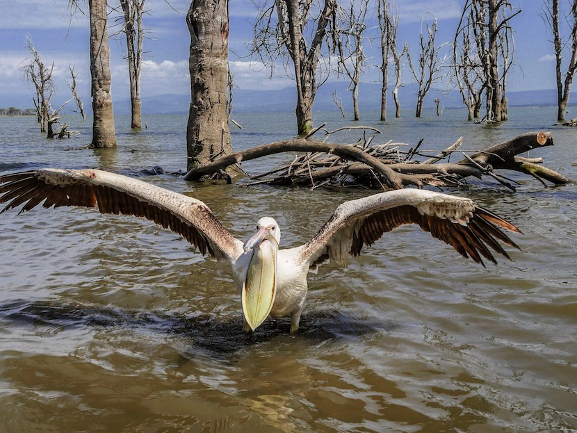 Kenya Wildlife Safari - Packages, Destinations, & More 23 AjKenyaSafaris.com-Masaimarasafari.in - Pelican