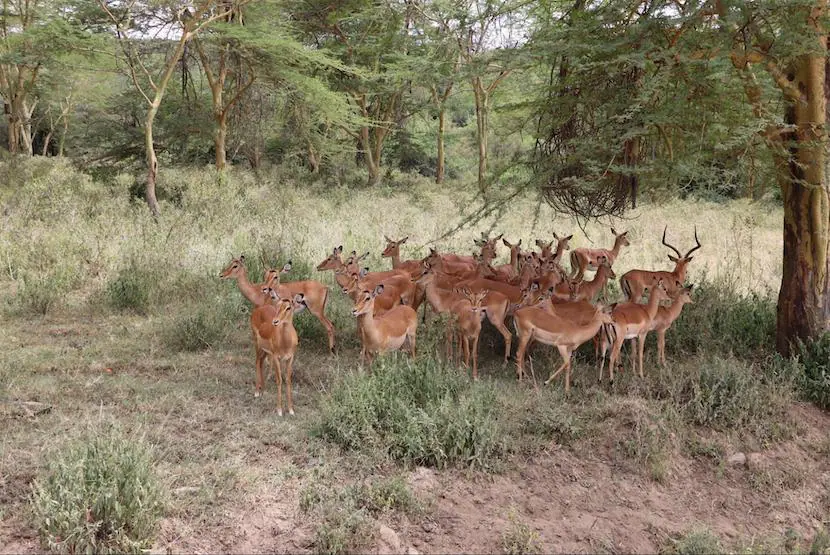 Kenya Wildlife Safari - Packages, Destinations, & More 7 AjKenyaSafaris.com-Masaimarasafari.in - Antelopes