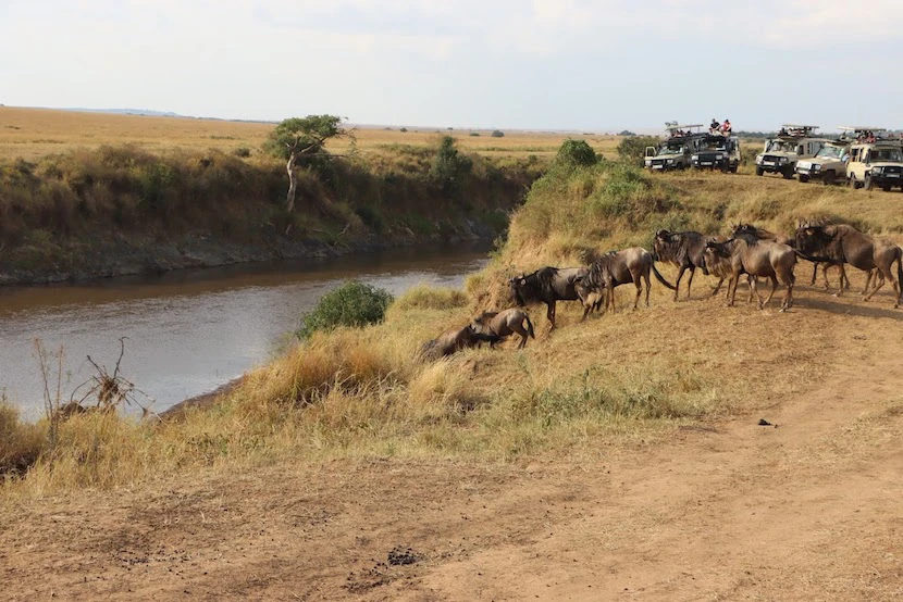 6-Day Masai Mara Travel Packages - Itinerary, Quote, & More 5 Masai Mara - River Crossing