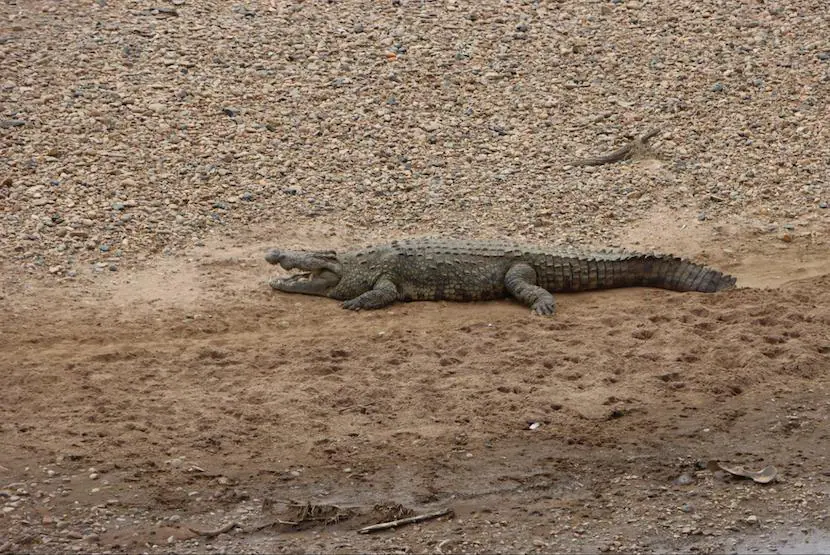 4 Days Masai Mara-Lake Nakuru Safari - Itinerary, Quote, & More 2 4 Days Masai Mara and Lake Nakuru safari - Crocodile