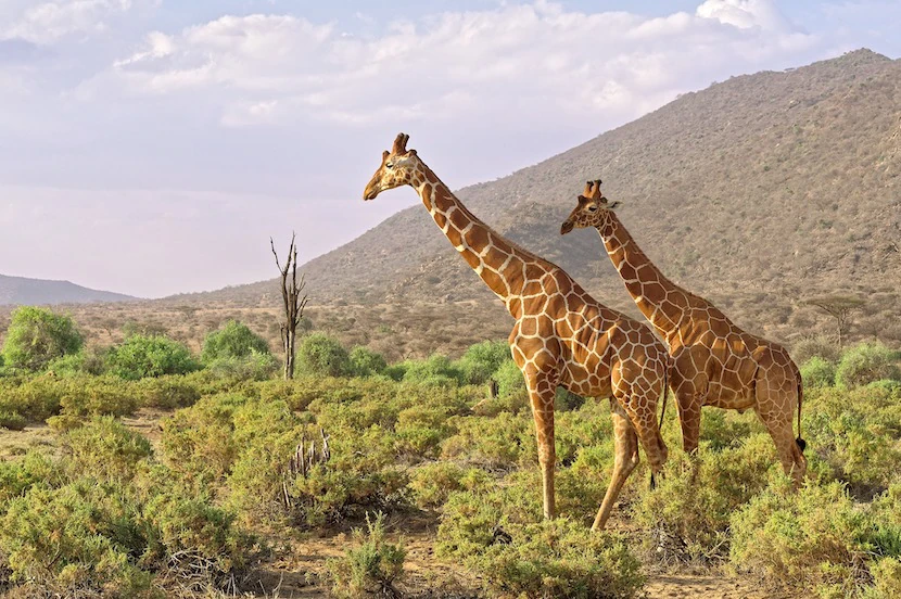 Kenya Wildlife Safari - Packages, Destinations, & More 9 AjKenyaSafaris.com-Masaimarasafari.in - Giraffe