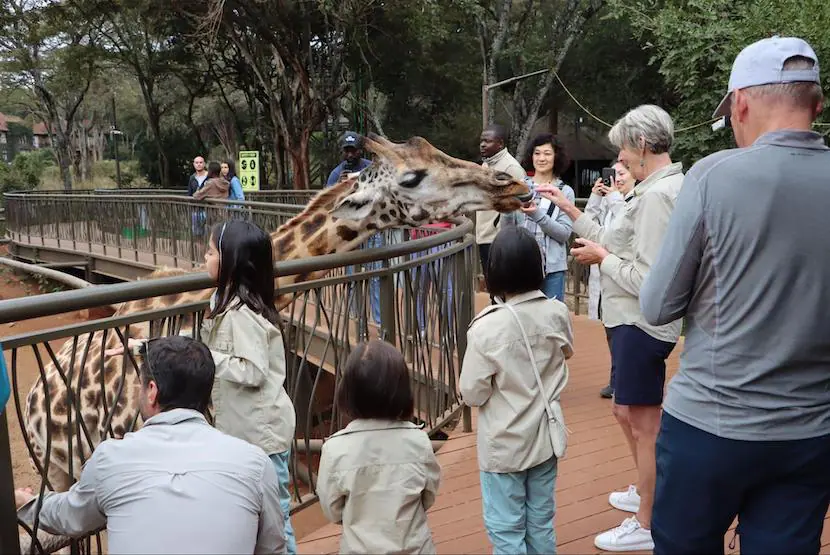 Best-Selling Kenya Family Safari - The Detailed Guide 2 Family Safari in Kenya - Giraffe Center