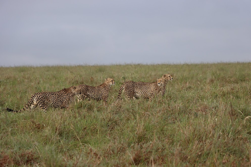 3 Days Masai Mara Budget Camping Safari - Itinerary, Quote, & More 2 3 Days Masai Mara Budget Safari - Cheetah