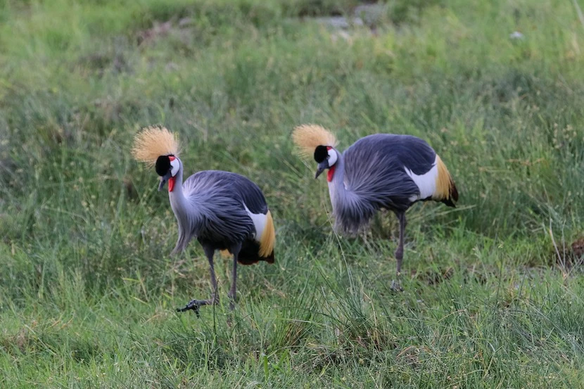Kenya Wildlife Safari - Packages, Destinations, & More 17 AjKenyaSafaris.com-Masaimarasafari.in - Ugandan Crane
