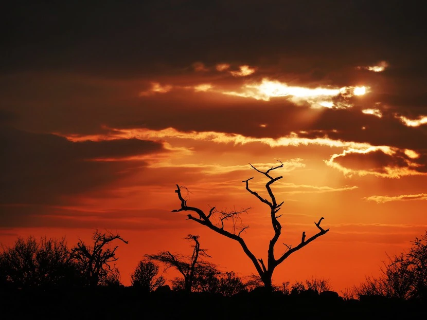 Kenya Wildlife Safari - Packages, Destinations, & More 43 AjKenyaSafaris.com-Masaimarasafari.in - Sky