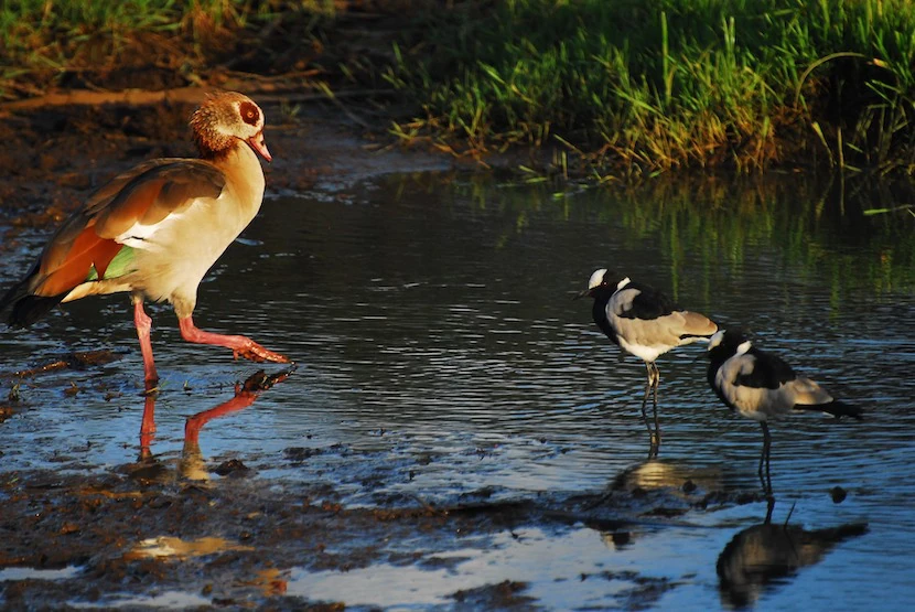 Kenya Wildlife Safari - Packages, Destinations, & More 13 AjKenyaSafaris.com-Masaimarasafari.in - Egyptian Goose
