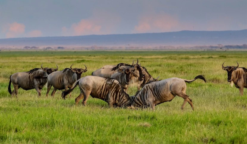 Kenya Wildlife Safari - Packages, Destinations, & More 16 AjKenyaSafaris.com-Masaimarasafari.in - Wildebeest