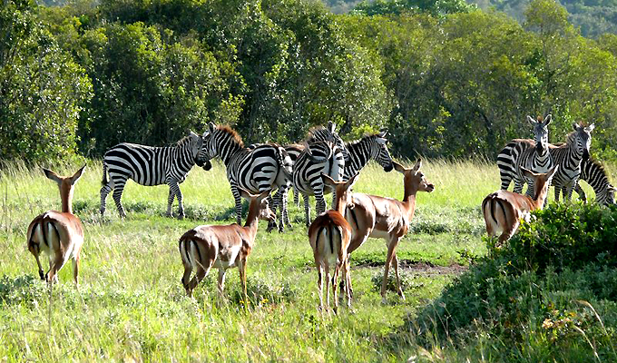 Kenya Wildlife Safari - Packages, Destinations, & More 4 AjKenyaSafaris.com-Masaimarasafari.in - Antelopes and Zebras