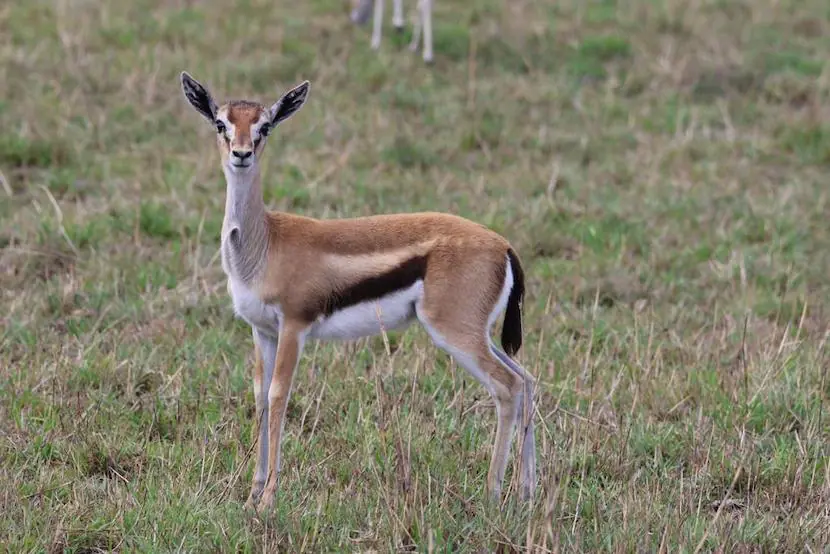 4 Days Safari at Ashnil Mara Camp - Itinerary, Quote, & More 3 Ashnil Mara Camp - Antelope