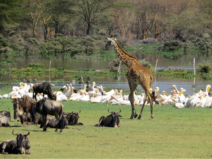 Kenya Wildlife Safari - Packages, Destinations, & More 26 AjKenyaSafaris.com-Masaimarasafari.in - Giraffe & Wildebeest